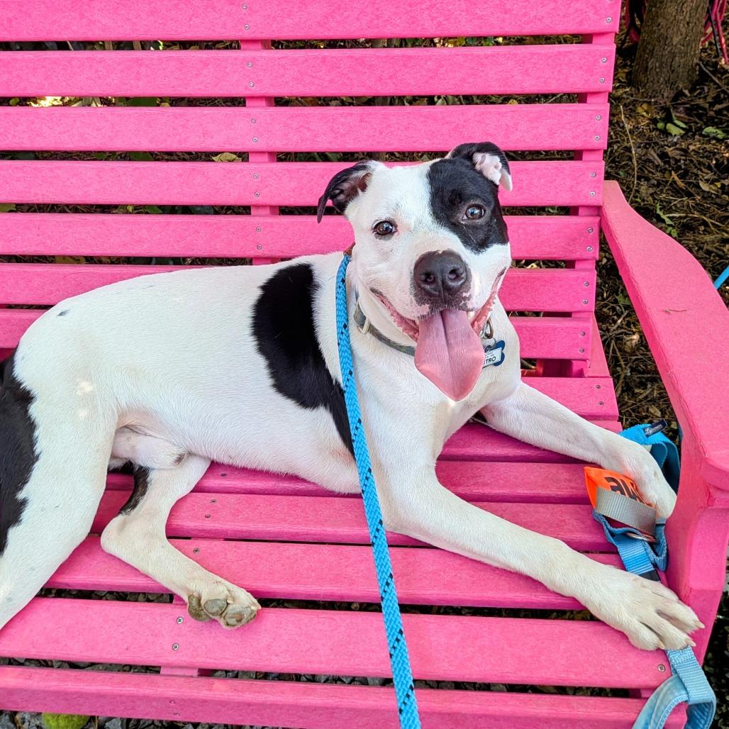 Nitro, a Adoptable Pit Bull Terrier in Wake Forest, NC image 4/6