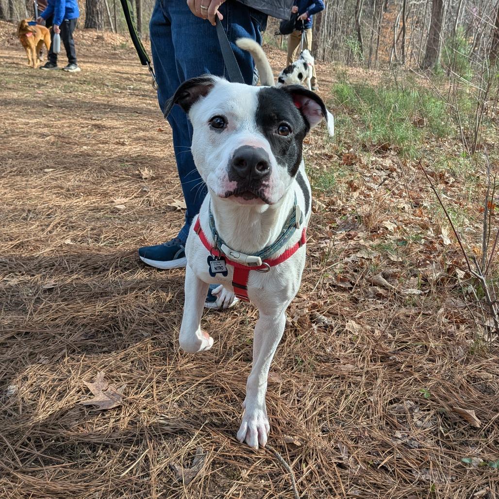 Enlarge Nitro, a Adoptable Pit Bull Terrier in Wake Forest, NC image 5/6