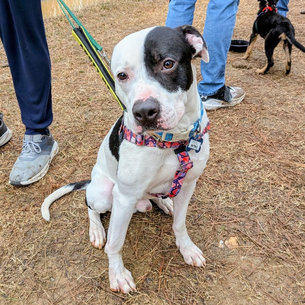 Enlarge Nitro, a Adoptable Pit Bull Terrier in Wake Forest, NC image 3/3