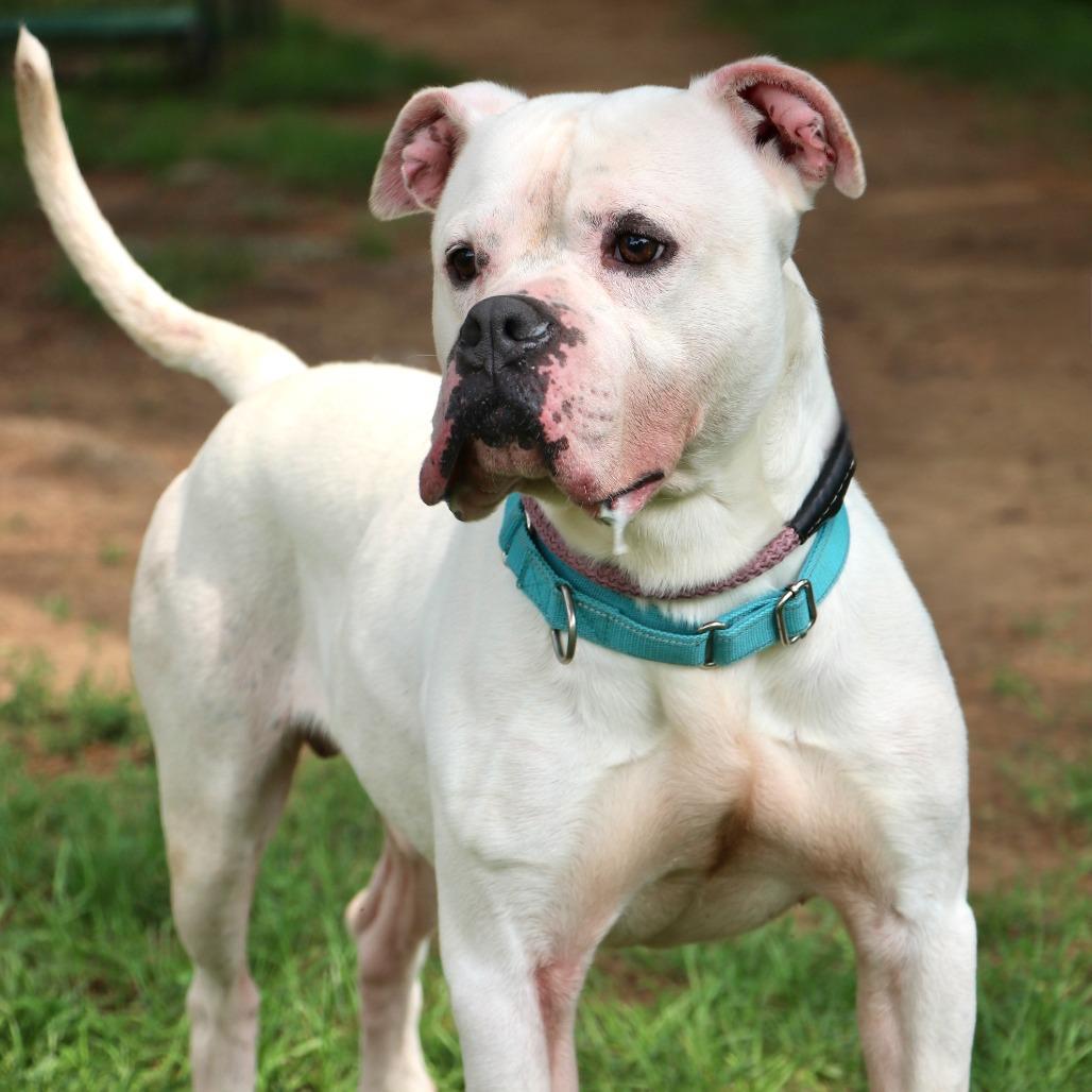 Chico, Adoptable, Adult Male Mixed Breed.