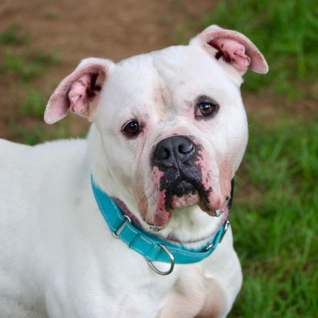 Enlarge Chico, a Adoptable Mixed Breed in Allentown, PA image 2/4