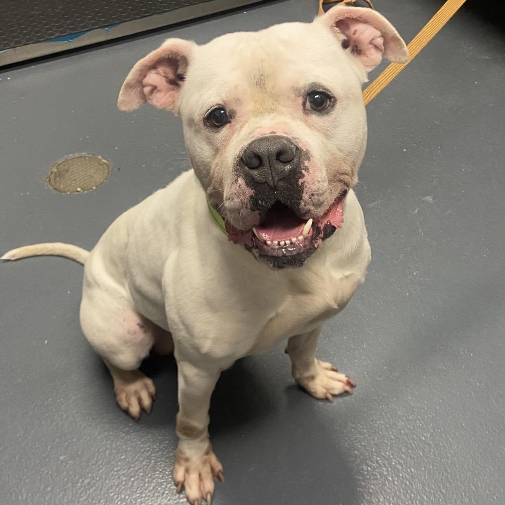 Enlarge Chico, a Adoptable Mixed Breed in Allentown, PA image 3/4