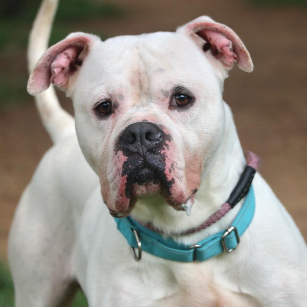 Enlarge Chico, a Adoptable Mixed Breed in Allentown, PA image 4/4