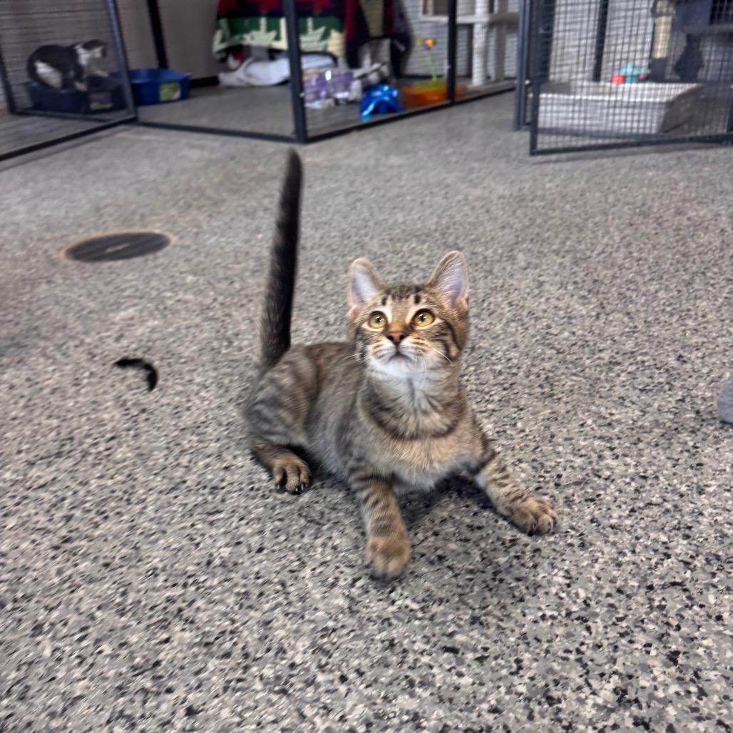 Shirley, Adoptable, Young Female Domestic Short Hair.
