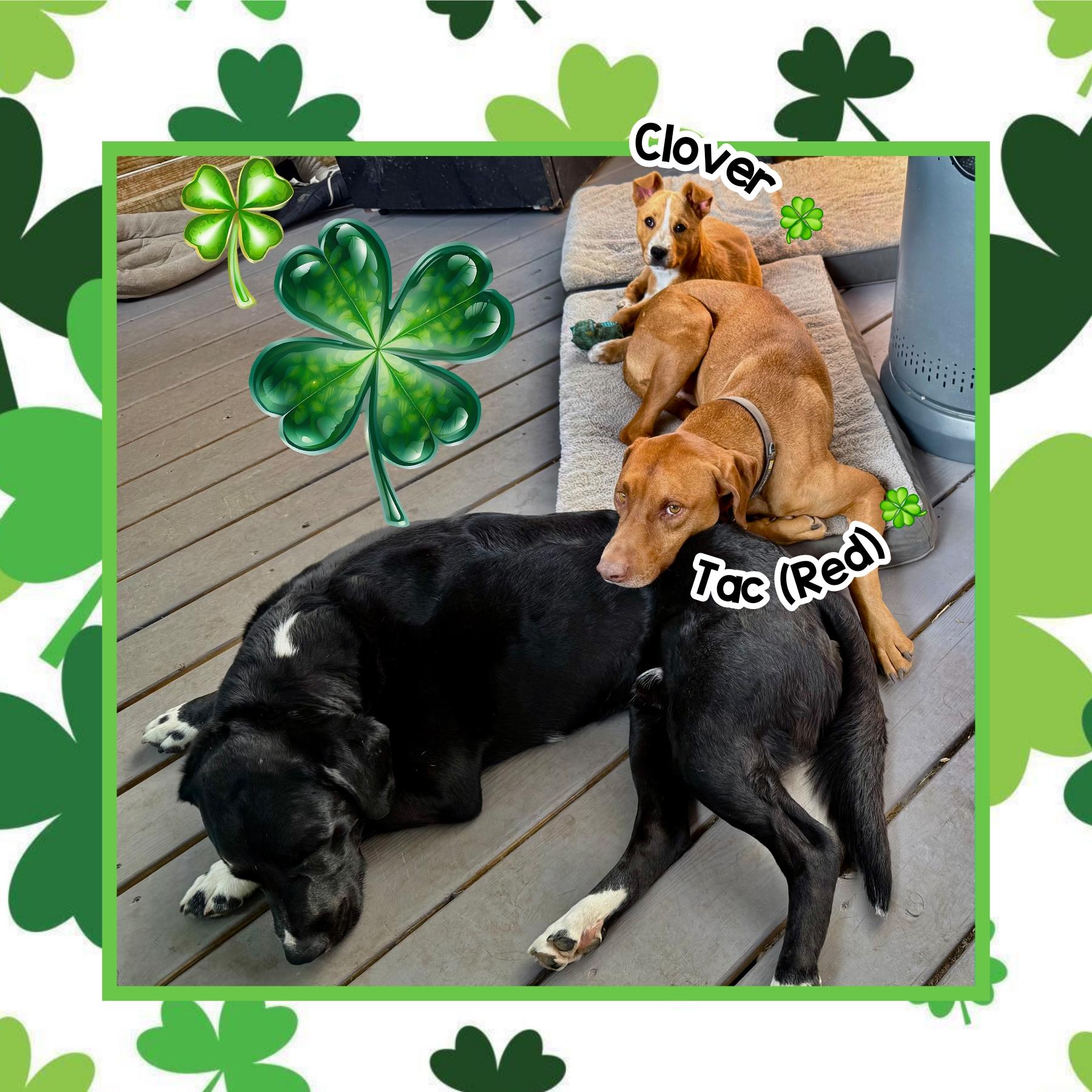 Enlarge Clover, an adoptable mixed breed in Raleigh, NC image 5/6