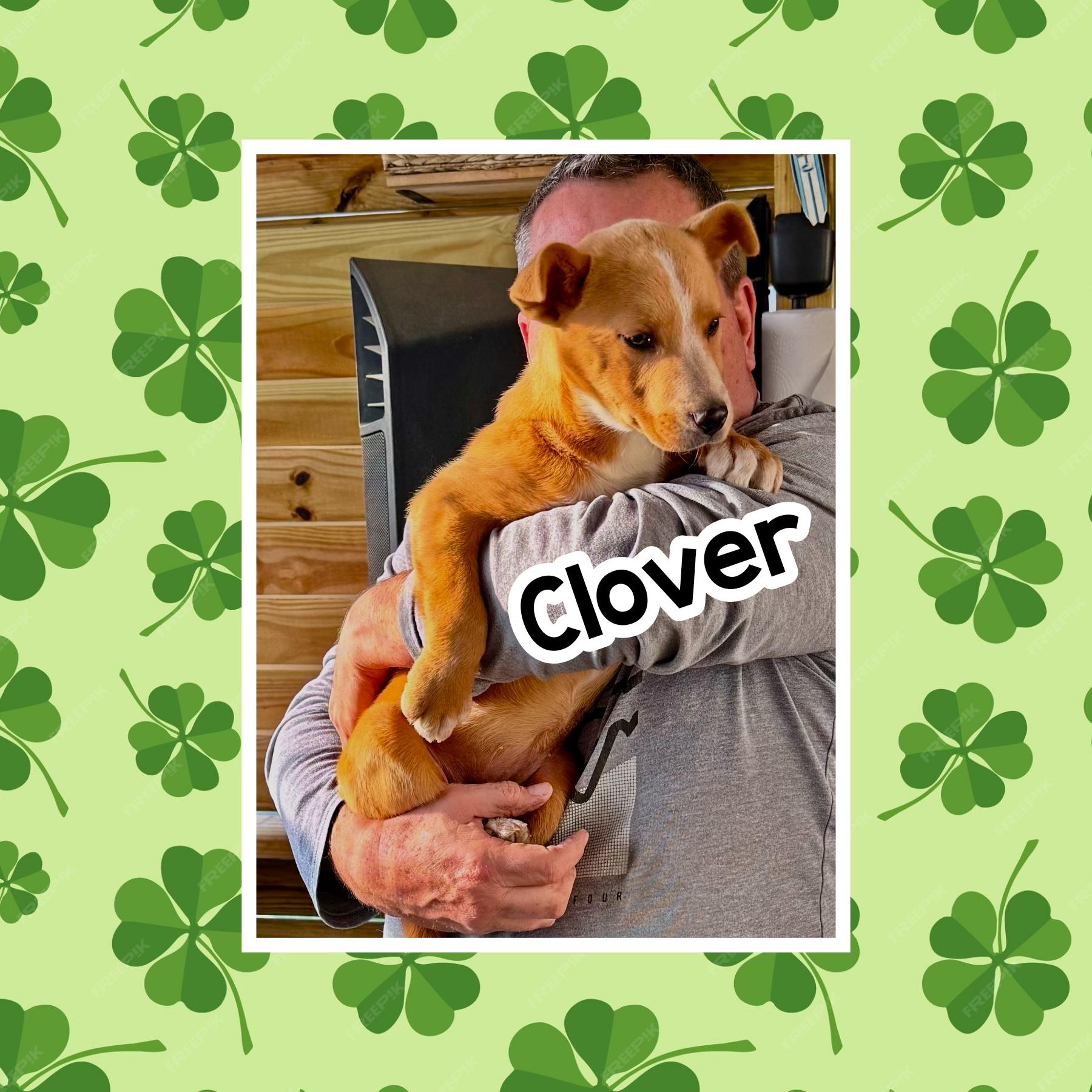 Enlarge Clover, an adoptable mixed breed in Raleigh, NC image 2/6