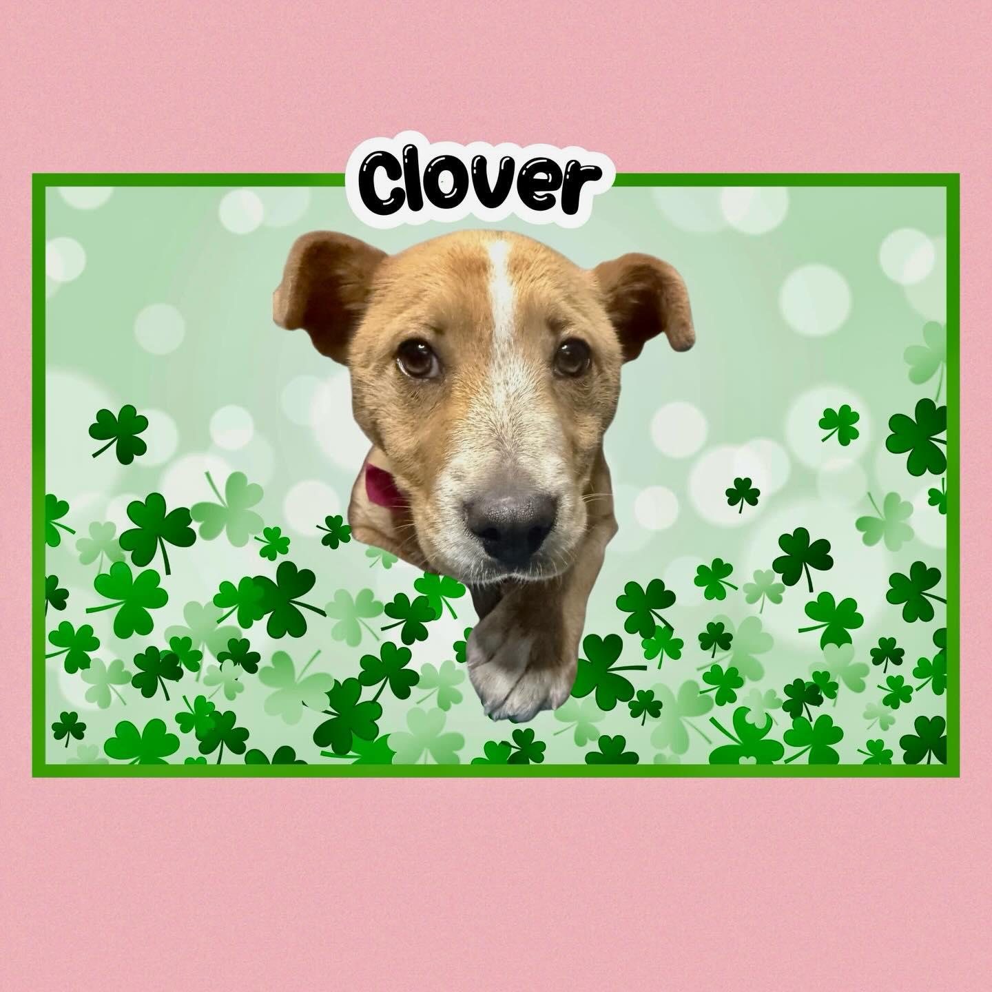 Enlarge Clover, a ADOPTABLE mixed breed in Raleigh, NC image 2/2