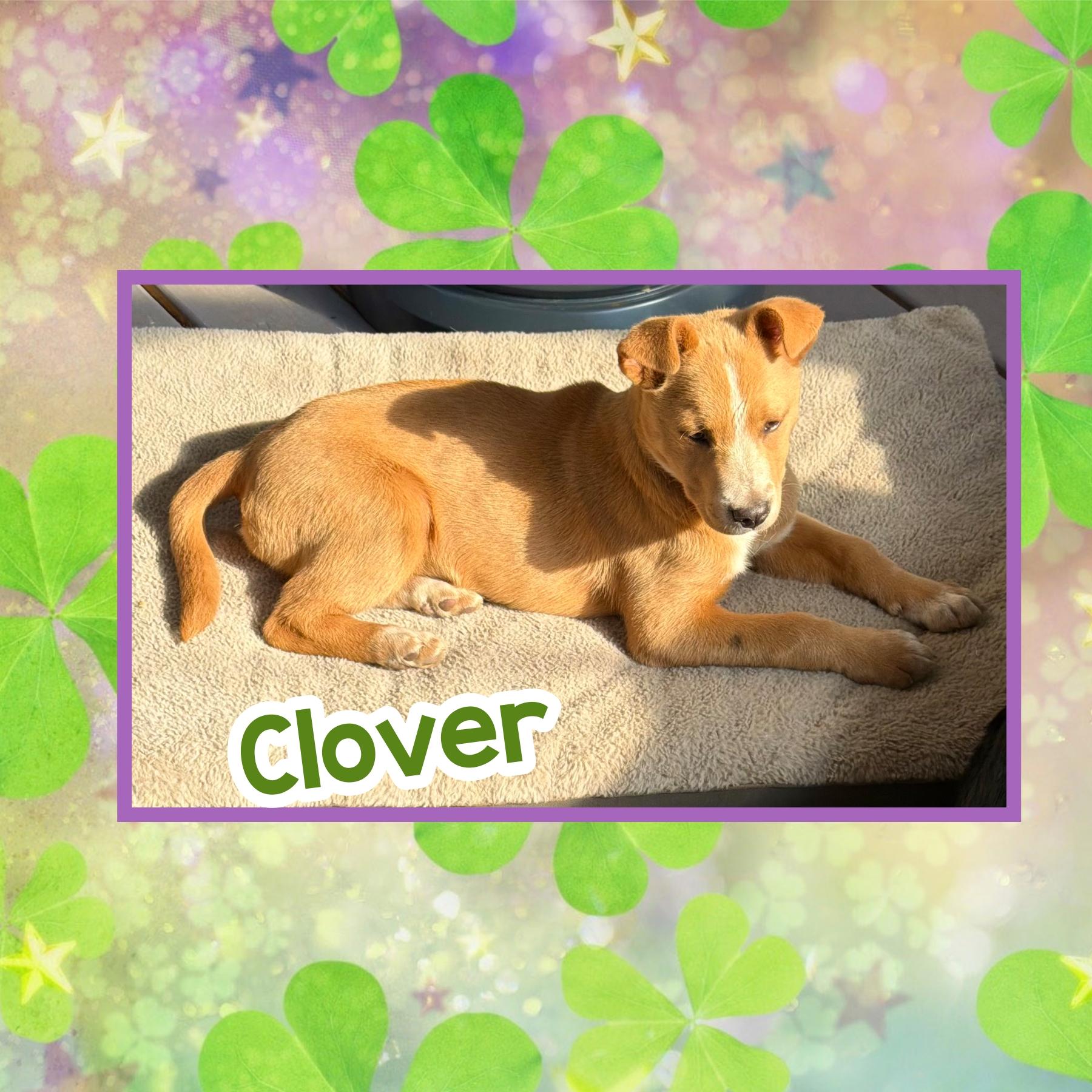 Enlarge Clover, an adoptable mixed breed in Raleigh, NC image 3/6
