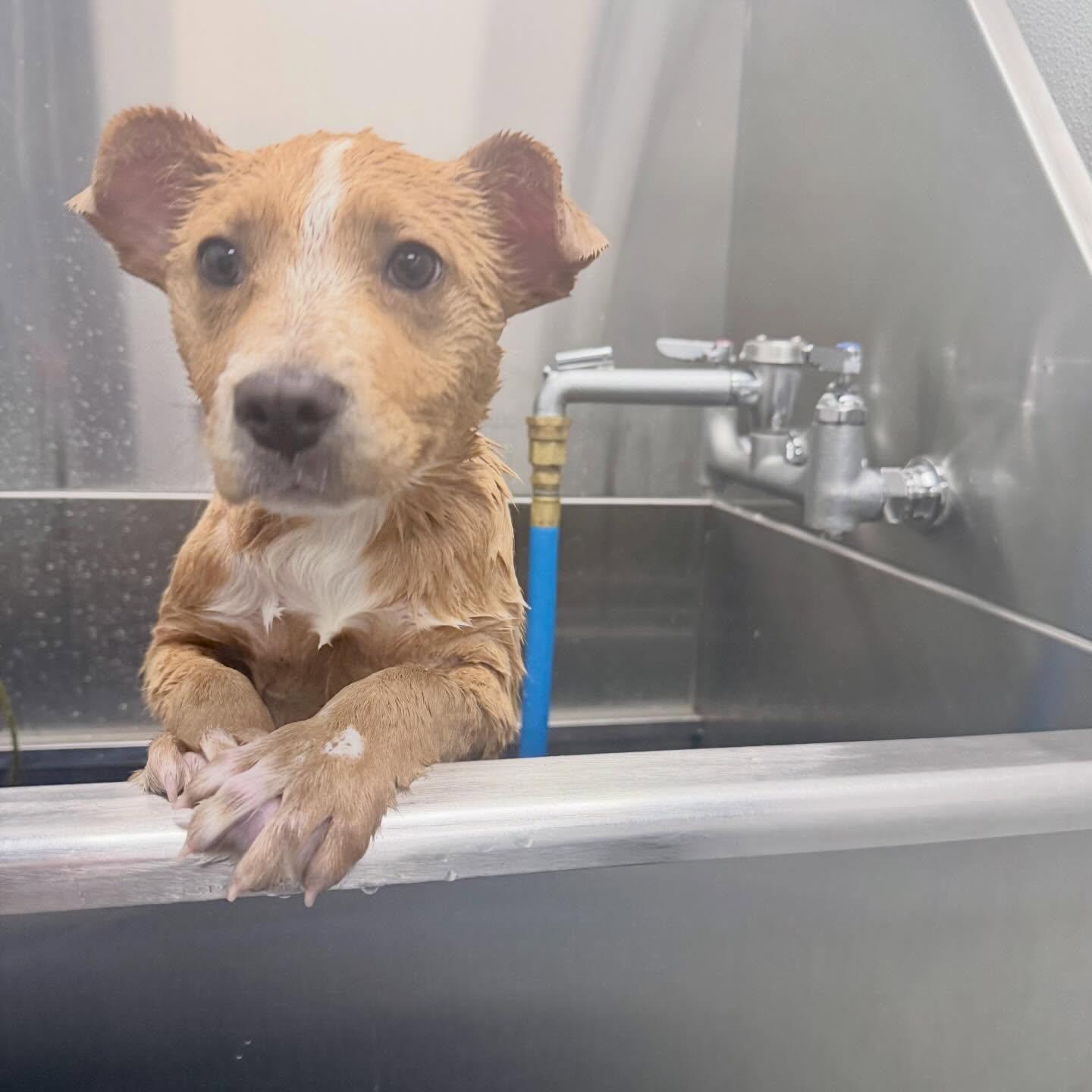 Enlarge Clover, a ADOPTABLE mixed breed in Raleigh, NC image 1/2