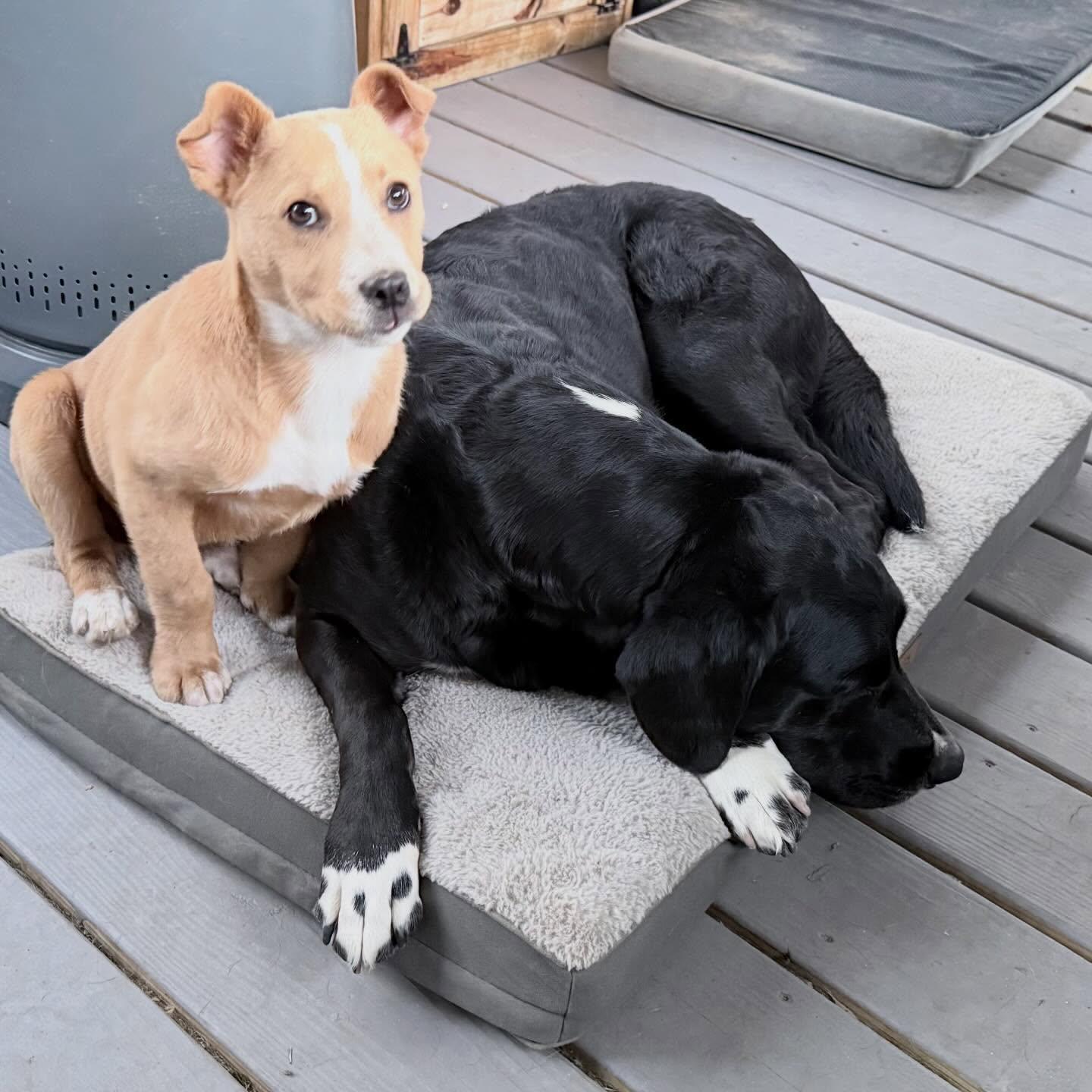 Enlarge Clover, an adoptable mixed breed in Raleigh, NC image 4/6