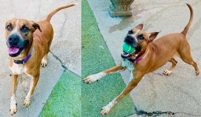 Cinnamon, a Adoptable mixed breed in Dallas, TX image 1/2