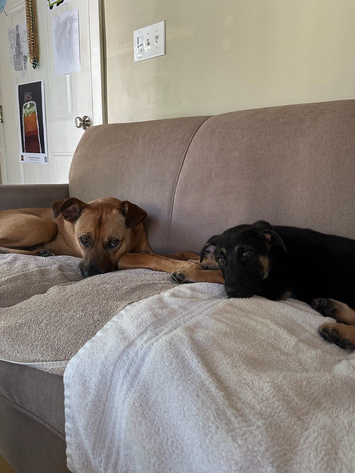 Baloo, an adopted mixed breed in Avon, CT image 2/6