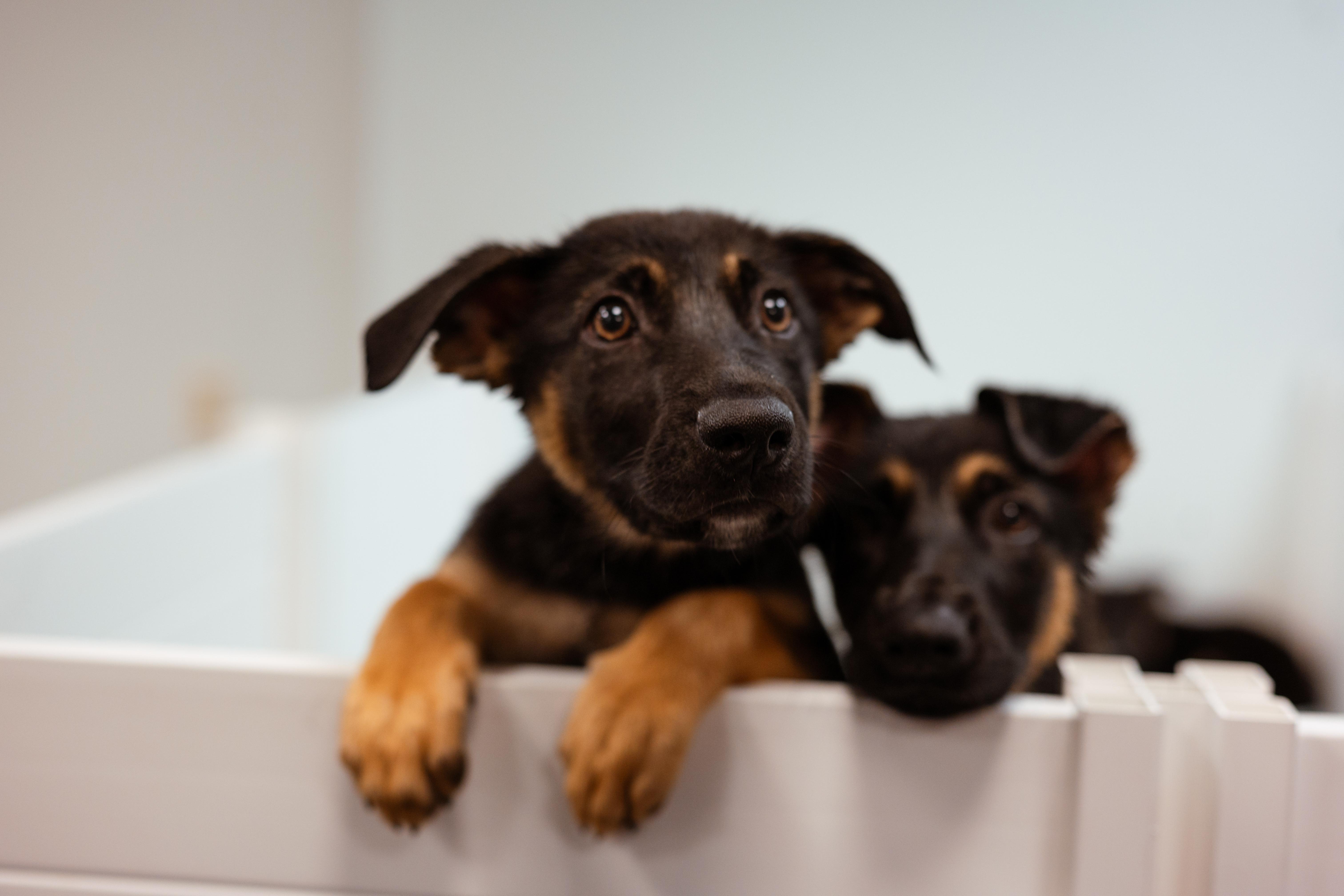 Baloo, an adopted mixed breed in Avon, CT image 5/6