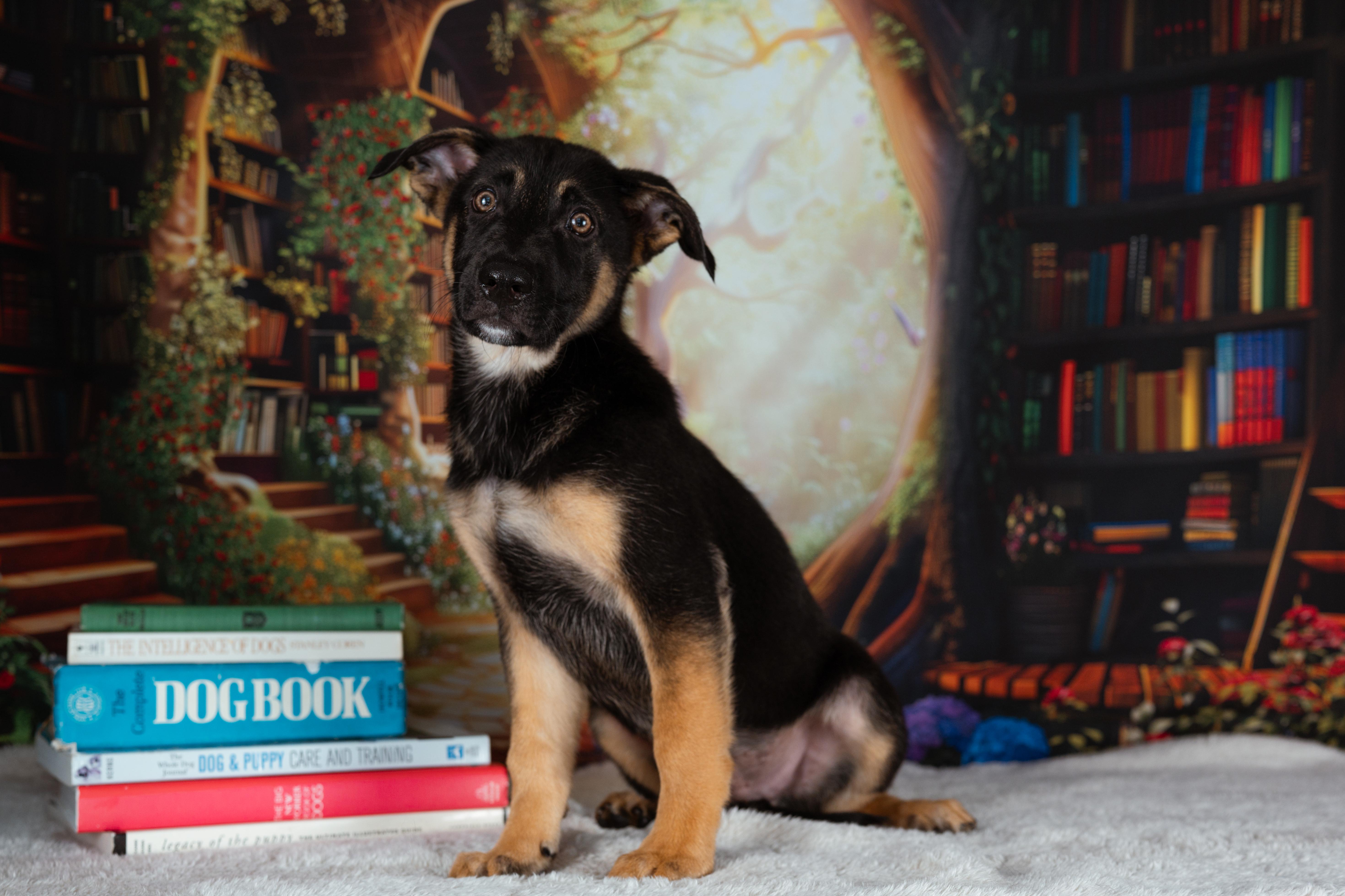 Baloo, an adopted mixed breed in Avon, CT image 3/6