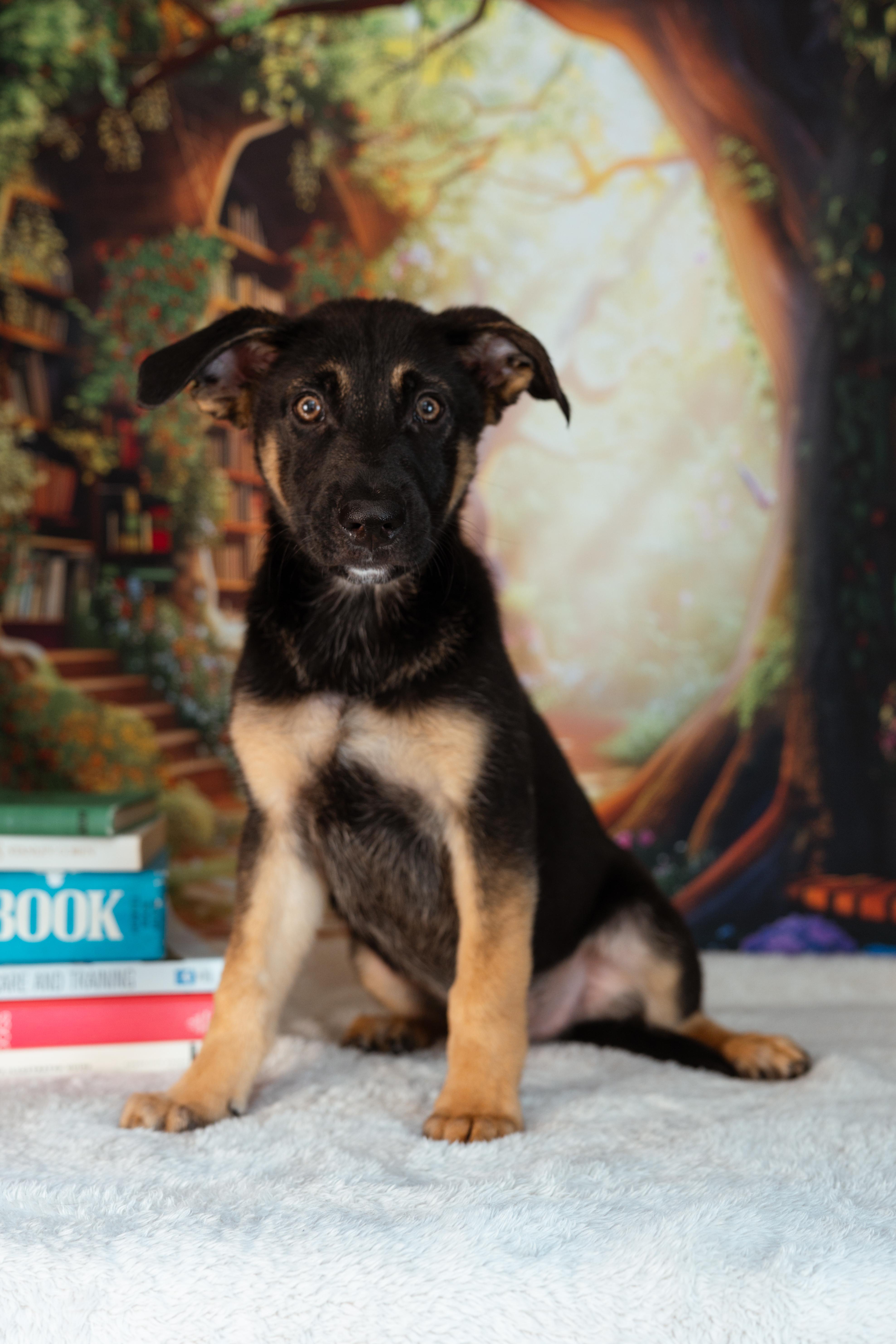 Baloo, an adopted mixed breed in Avon, CT image 1/6