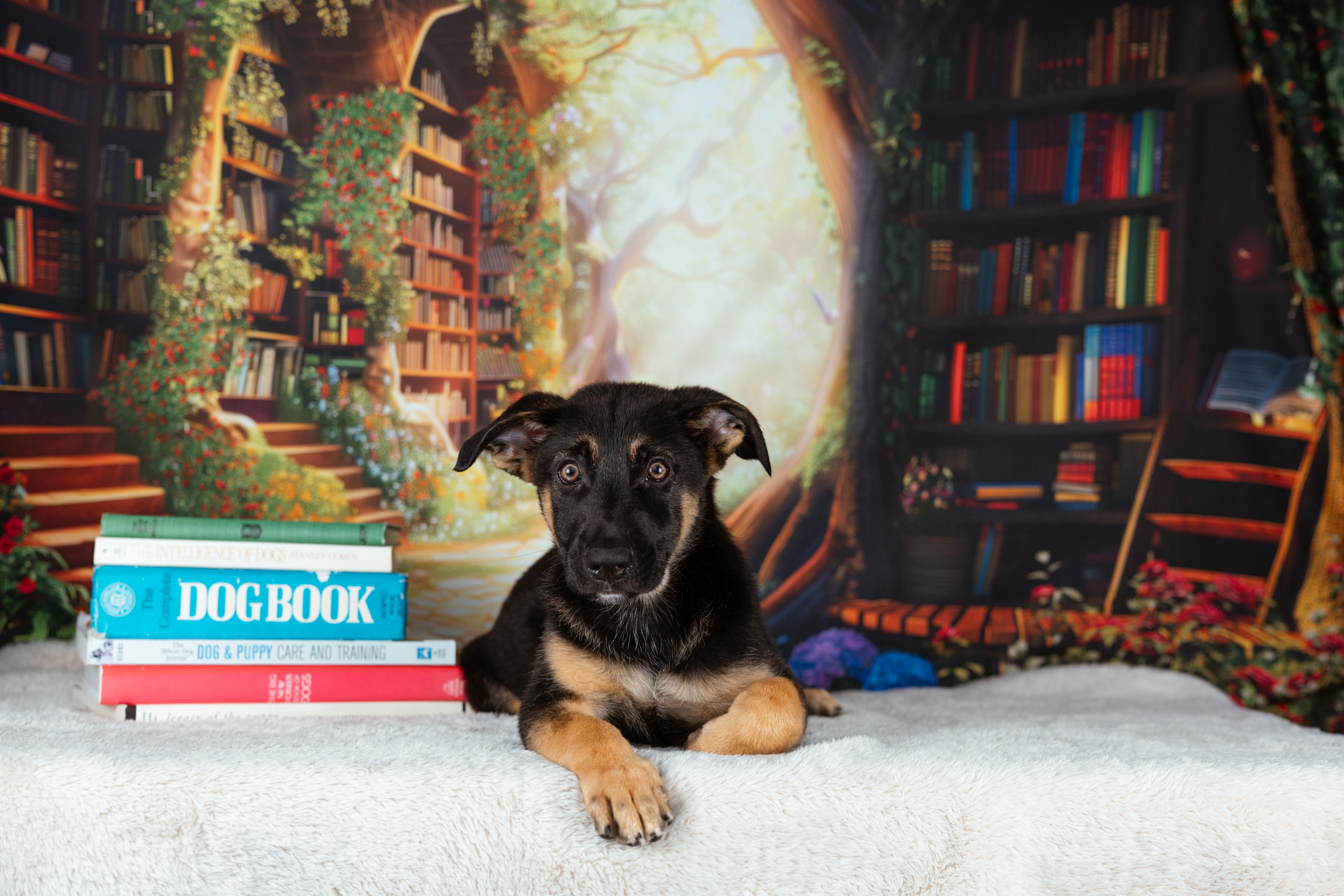 Baloo, an adopted mixed breed in Avon, CT image 4/6