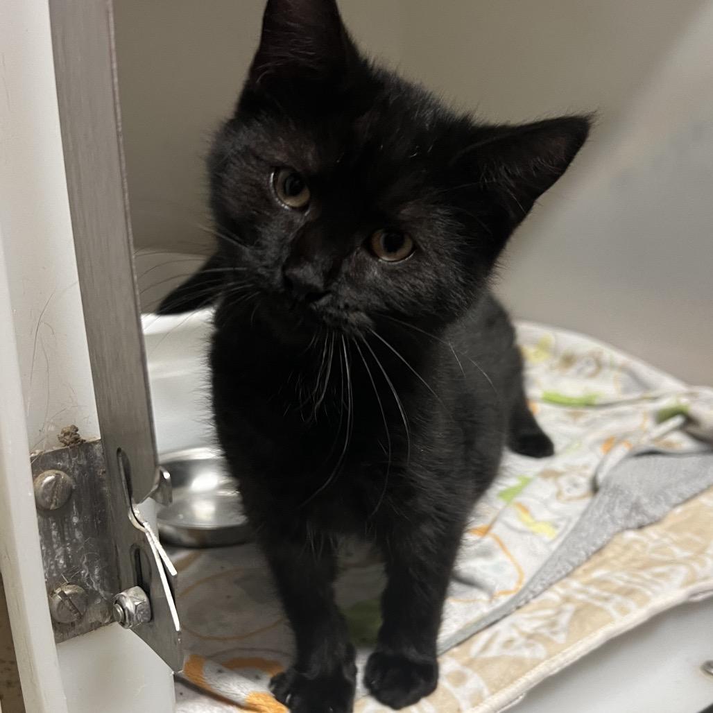 Enlarge Landyn, a Adoptable Domestic Short Hair in St. Paul, MN image 1/1