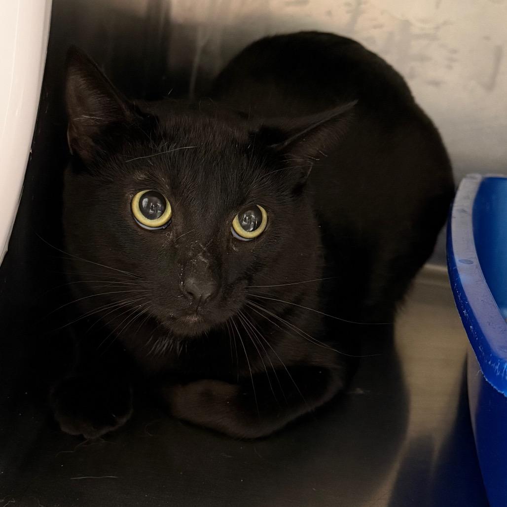 Midnight, Adoptable, Young Male Domestic Short Hair.