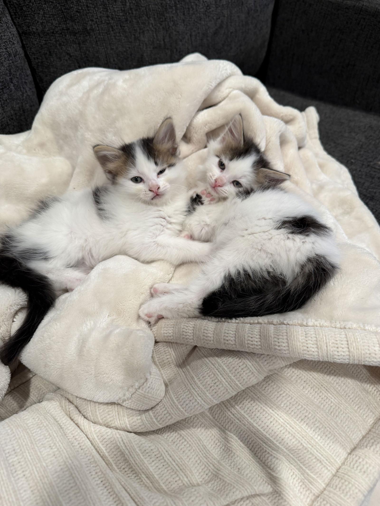 Latte, Adoptable, Kitten Female Domestic Short Hair.