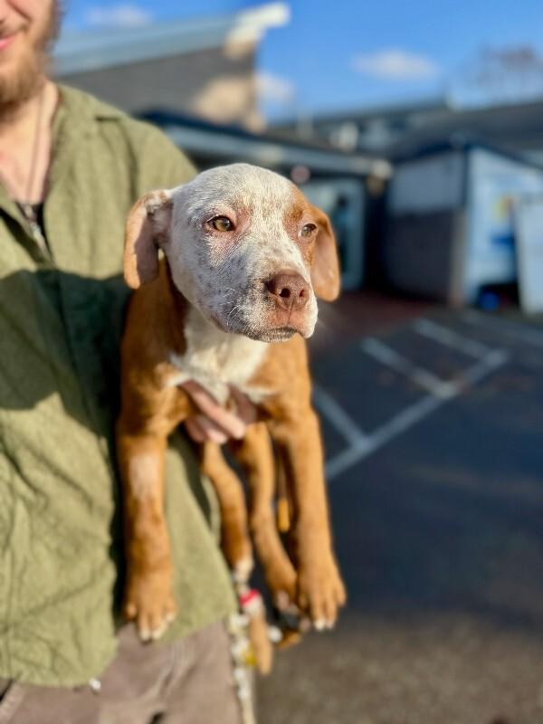 Simon, Adoptable, Young Male Shar-Pei & Cattle Dog.
