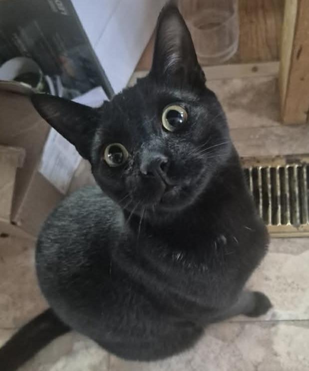 Enlarge Vinny, a Adoptable Domestic Short Hair in WOODSTOCK, ON image 1/1