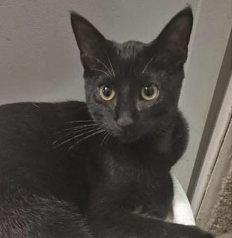 Viper, Adoptable, Young Male Domestic Short Hair.