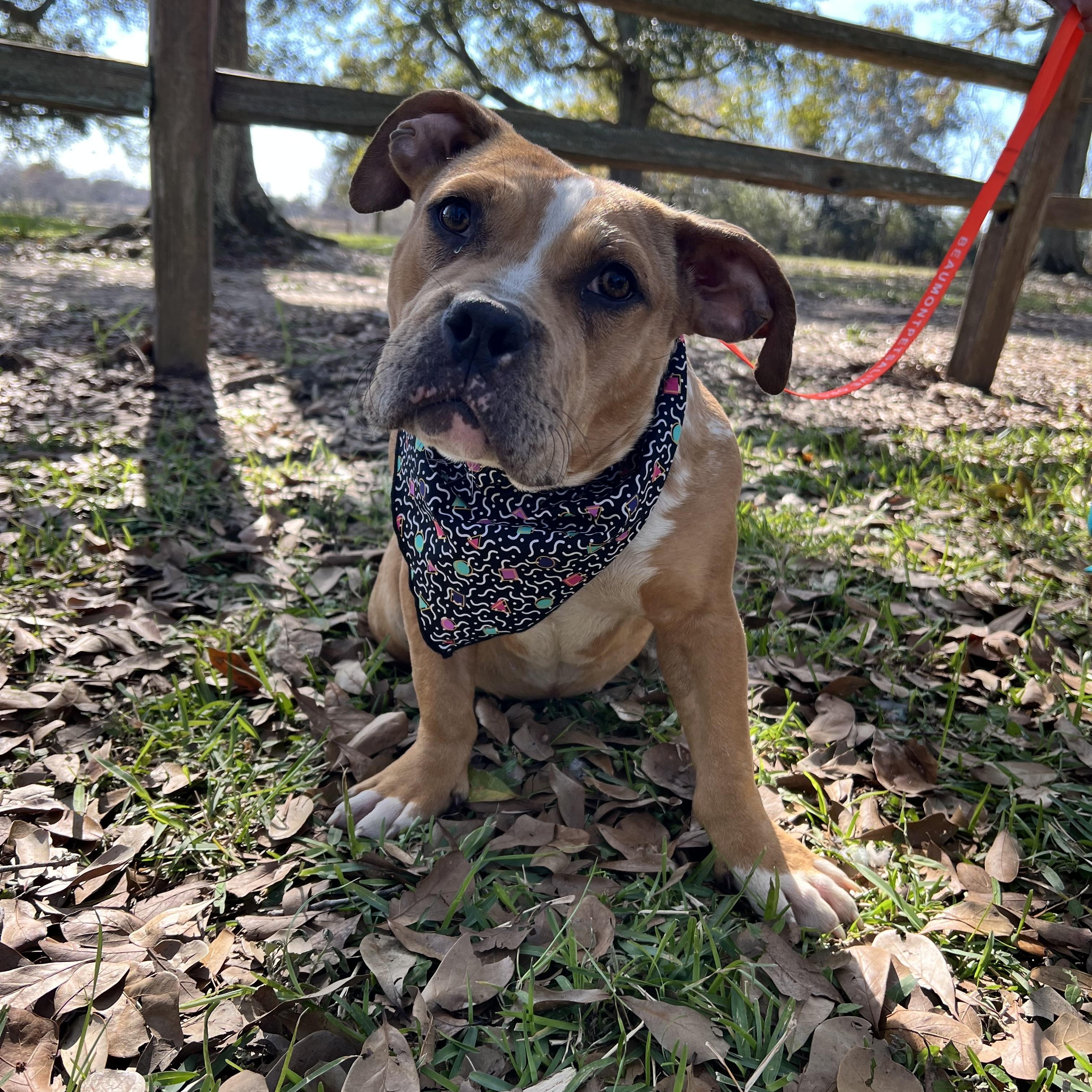 Enlarge Chanel, a Adoptable mixed breed in Lake Charles, LA image 1/3