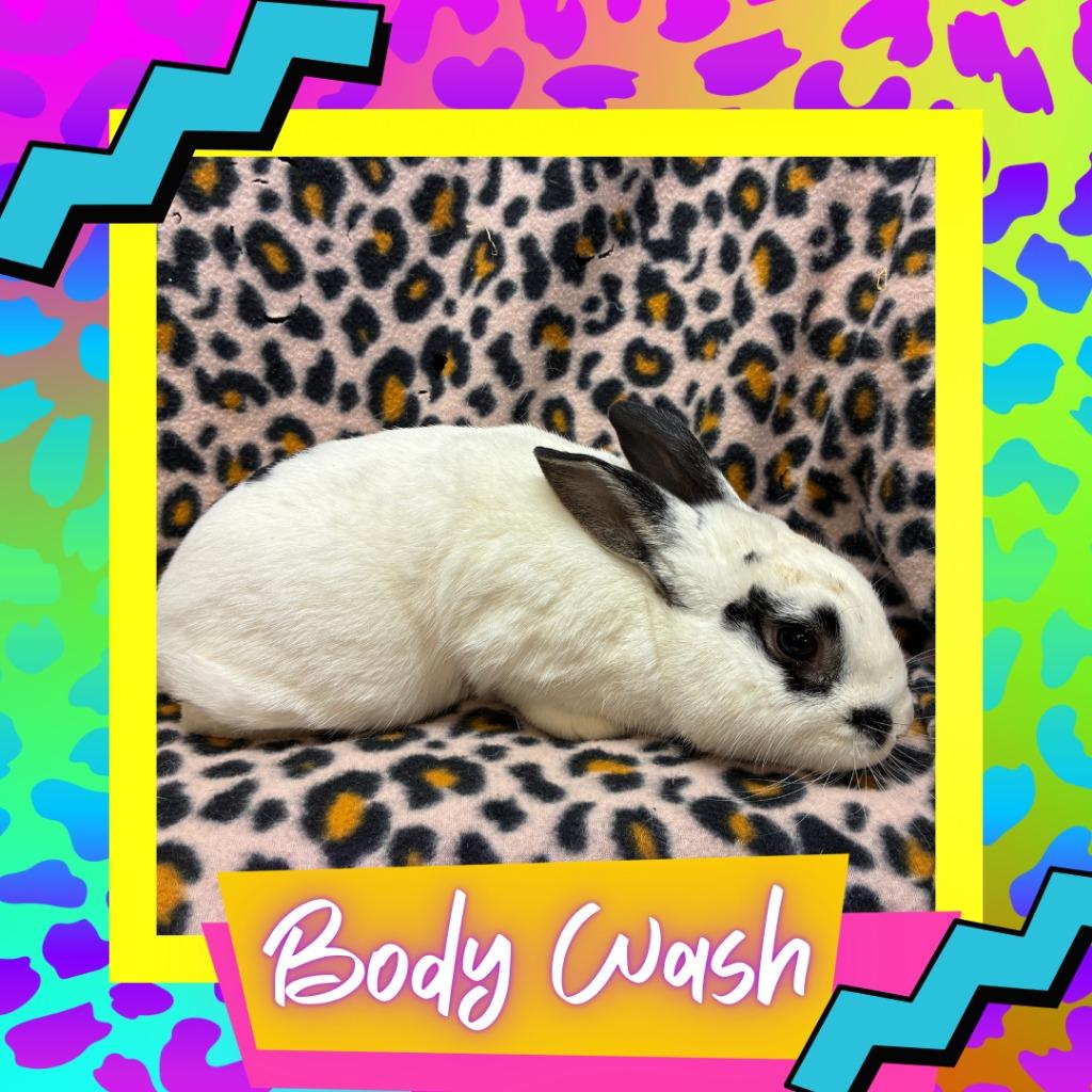 Body Wash, Adoptable, Young Male Bunny Rabbit.