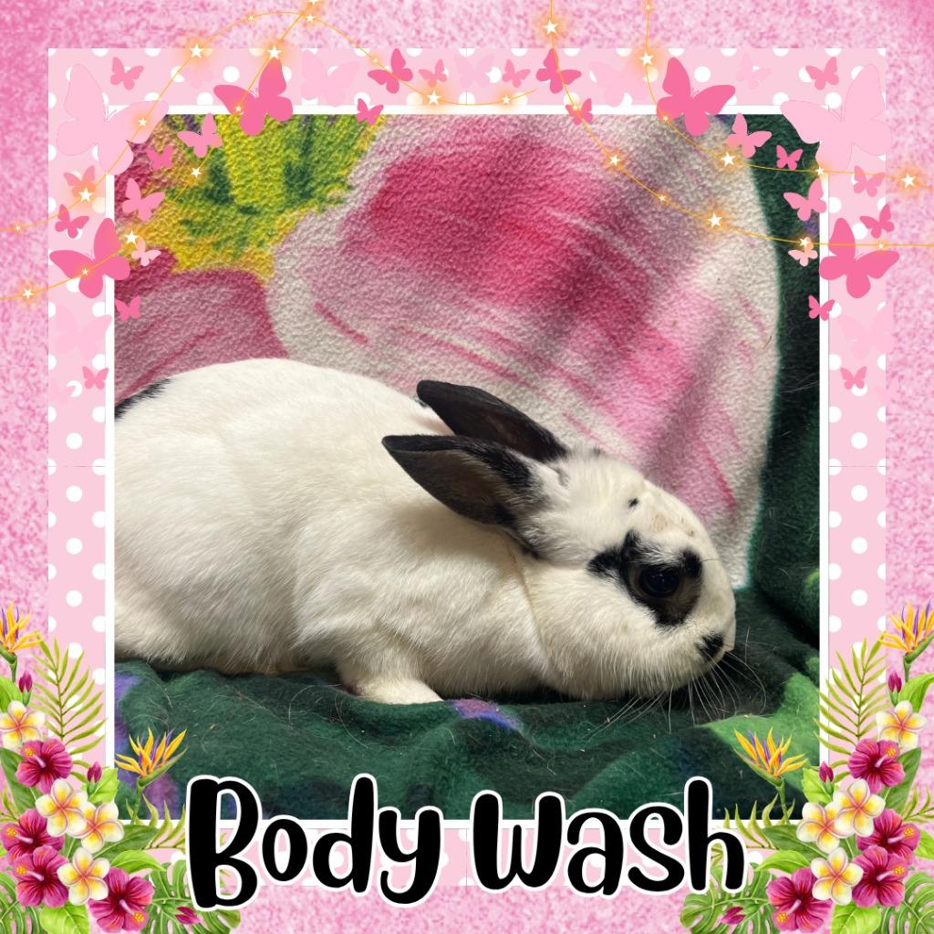 Enlarge Body Wash, a Adoptable Bunny Rabbit in Elizabethtown, KY image 2/2