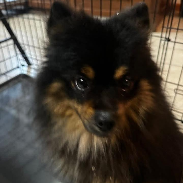 Max, an adopted Pomeranian in East Peoria, IL image 6/6