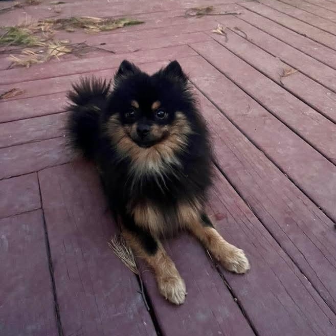 Max, an adopted Pomeranian in East Peoria, IL image 4/6