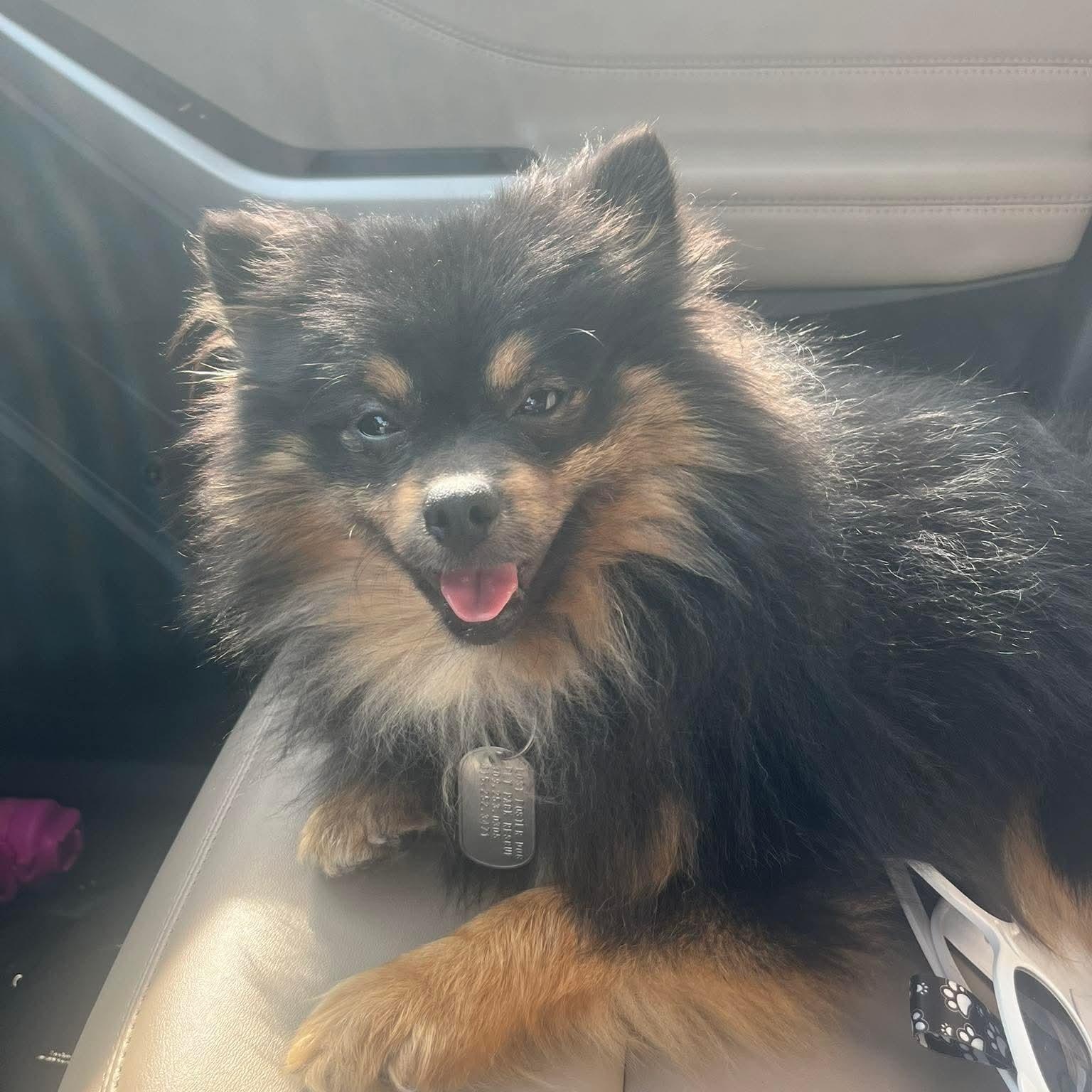 Max, an adopted Pomeranian in East Peoria, IL image 3/6