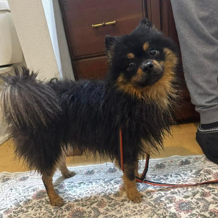 Max, adopted, Adult Male Pomeranian.