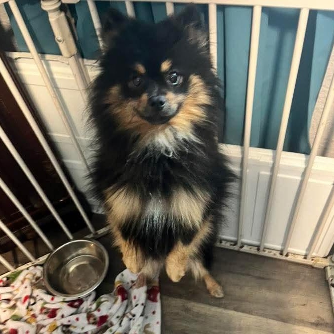 Max, an adopted Pomeranian in East Peoria, IL image 5/6