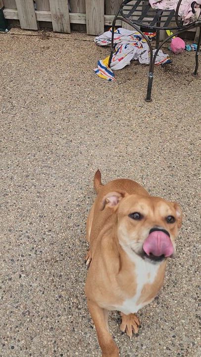 Enlarge Max, an adopted Pomeranian in East Peoria, IL video 2/6