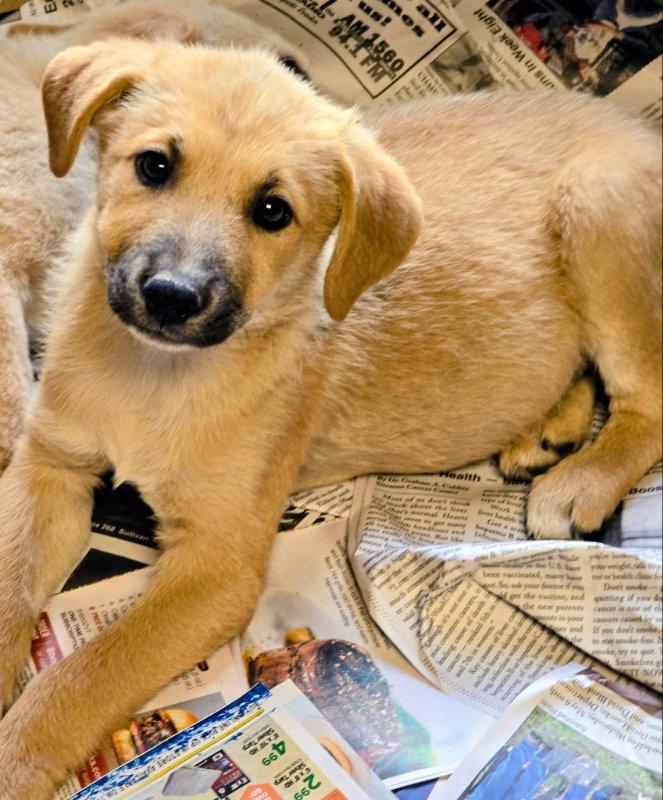 Enlarge Sahara, a Adoptable Labrador Retriever in House Springs, MO image 1/1