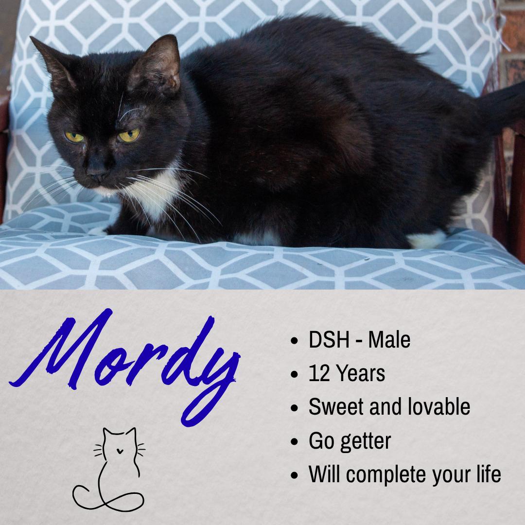 Mordy, ADOPTABLE, Senior Male Domestic Short Hair.