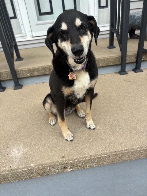 Enlarge Tramp, a Adoptable mixed breed in Creston, IA image 1/3