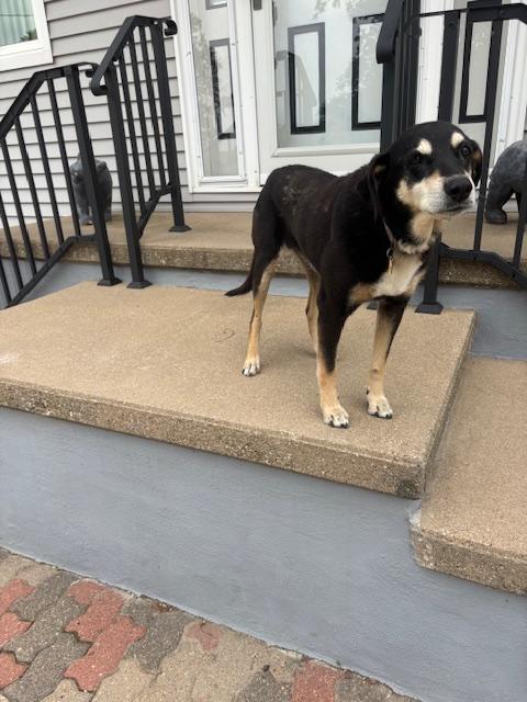 Enlarge Tramp, a Adoptable mixed breed in Creston, IA image 2/3