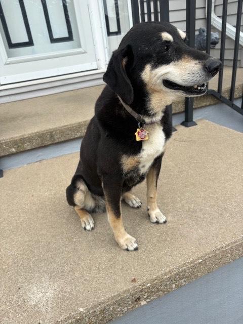 Enlarge Tramp, a Adoptable mixed breed in Creston, IA image 3/3