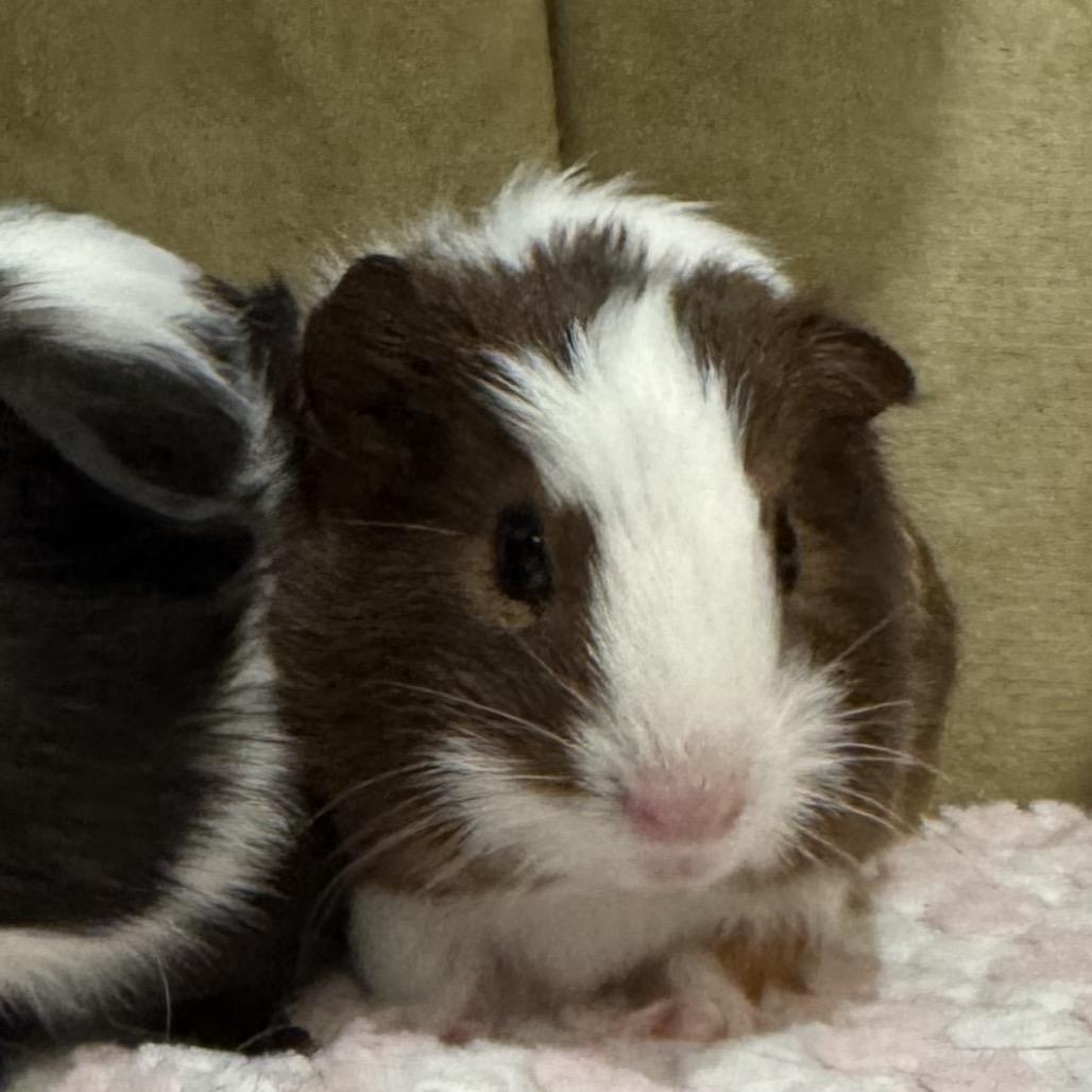 Gill w/Marlin, Adoptable, Young Male Guinea Pig.