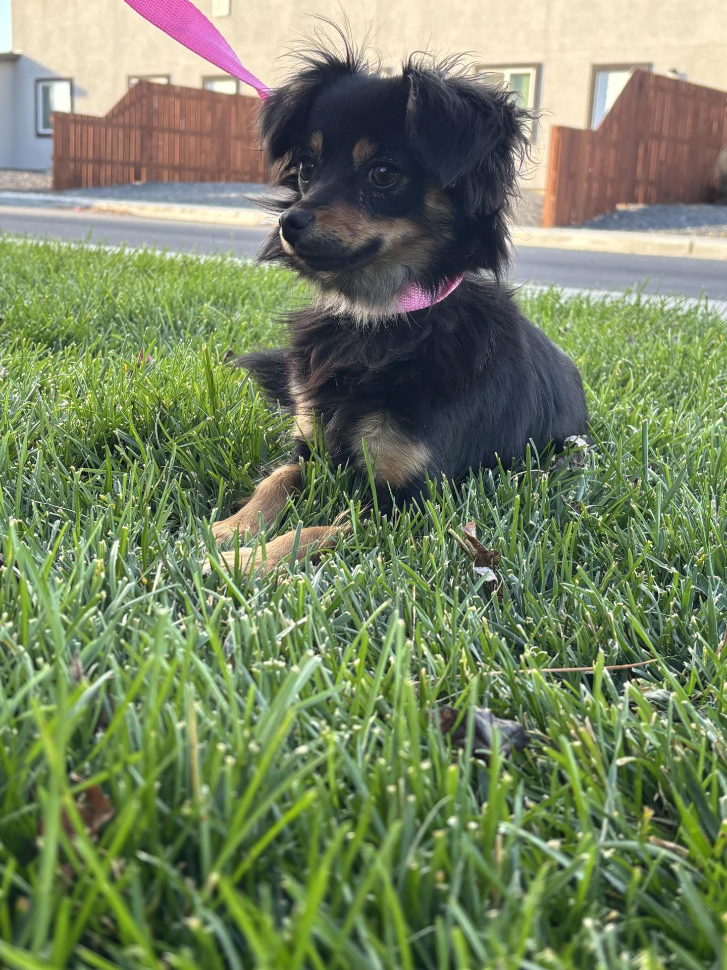 Pixie, Adoptable, Adult Female Chihuahua.