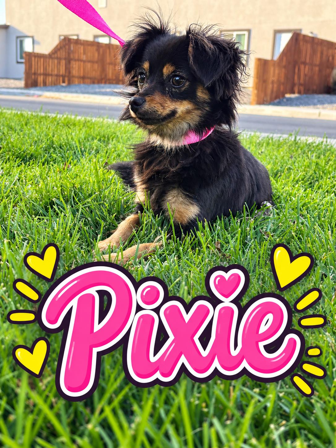 Pixie, Adoptable, Adult Female Chihuahua.