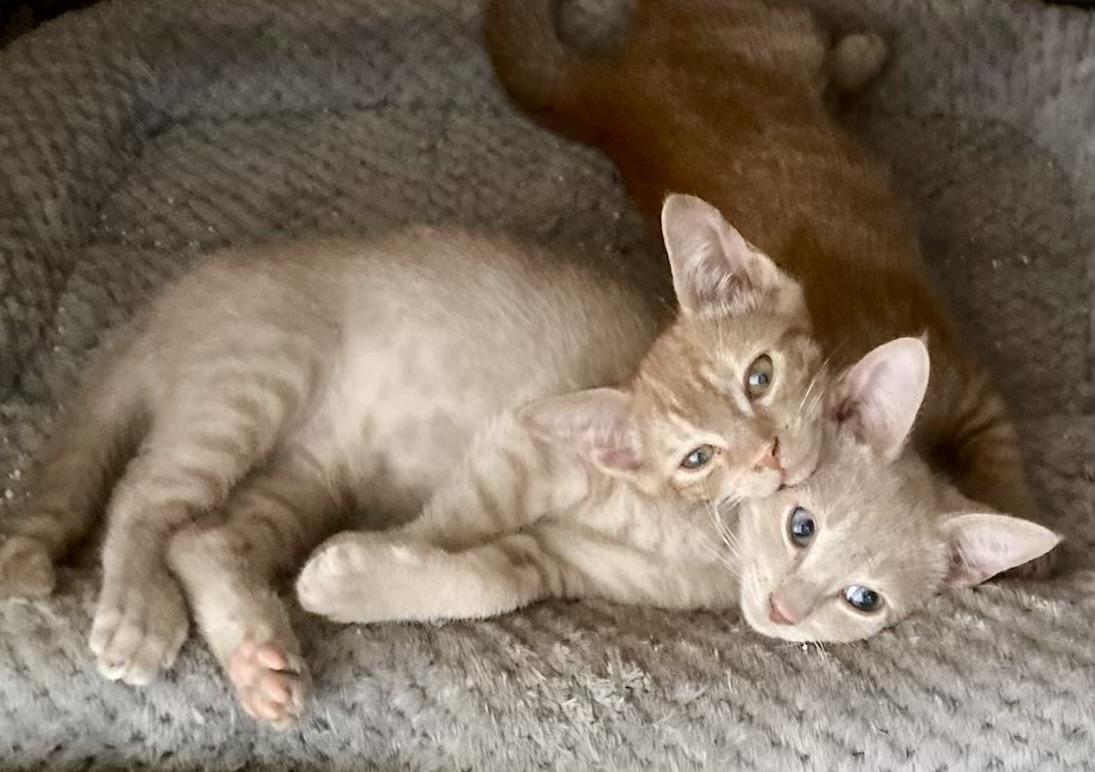 Orange & Buff, ADOPTABLE, Kitten Male Domestic Short Hair.