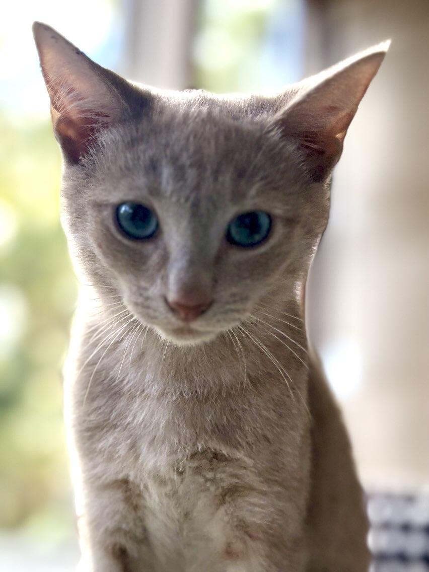 Enlarge Orange & Buff, a ADOPTABLE Domestic Short Hair in Monroe Township, NJ image 5/5