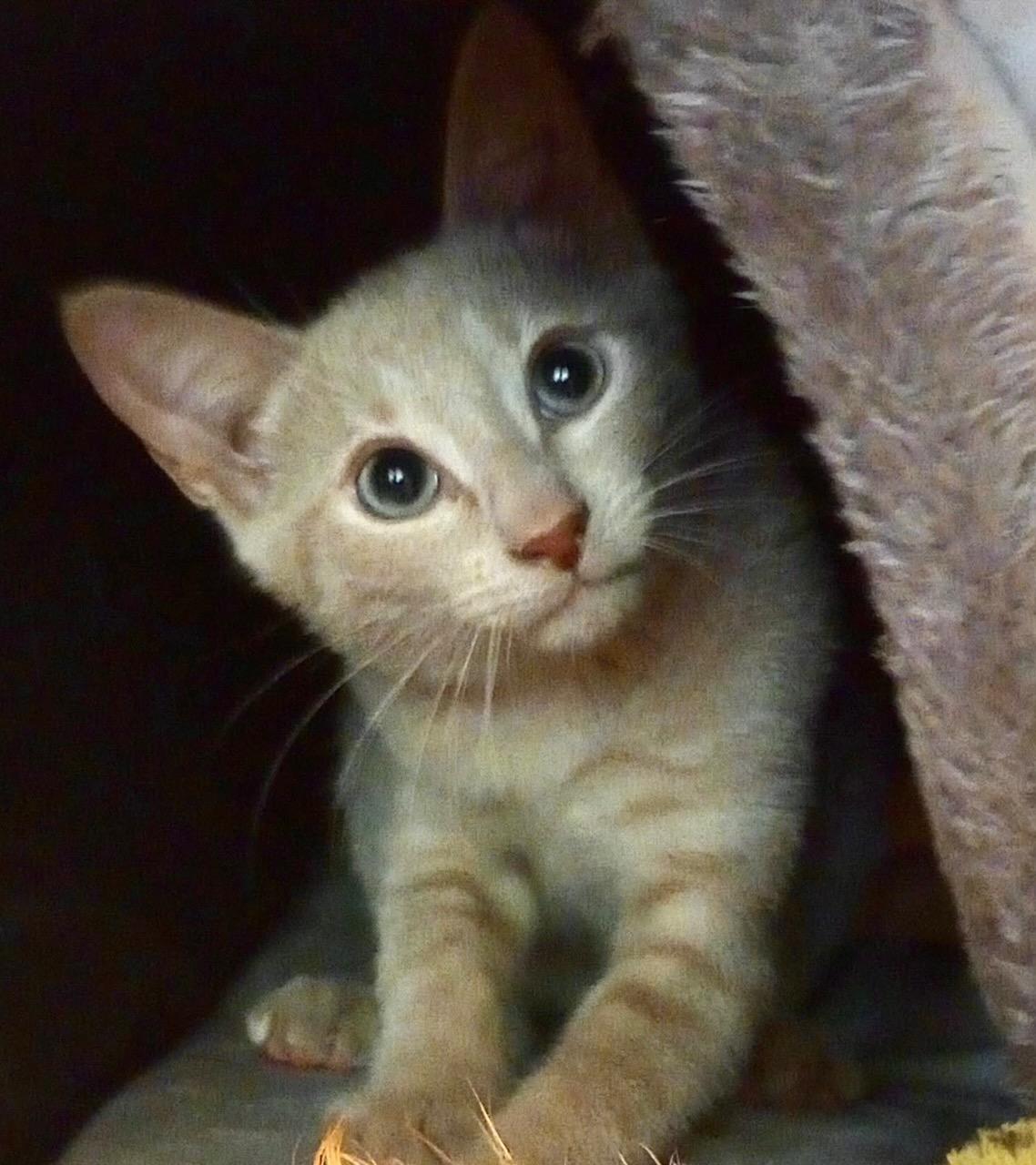 Enlarge Orange & Buff, a ADOPTABLE Domestic Short Hair in Monroe Township, NJ image 2/5