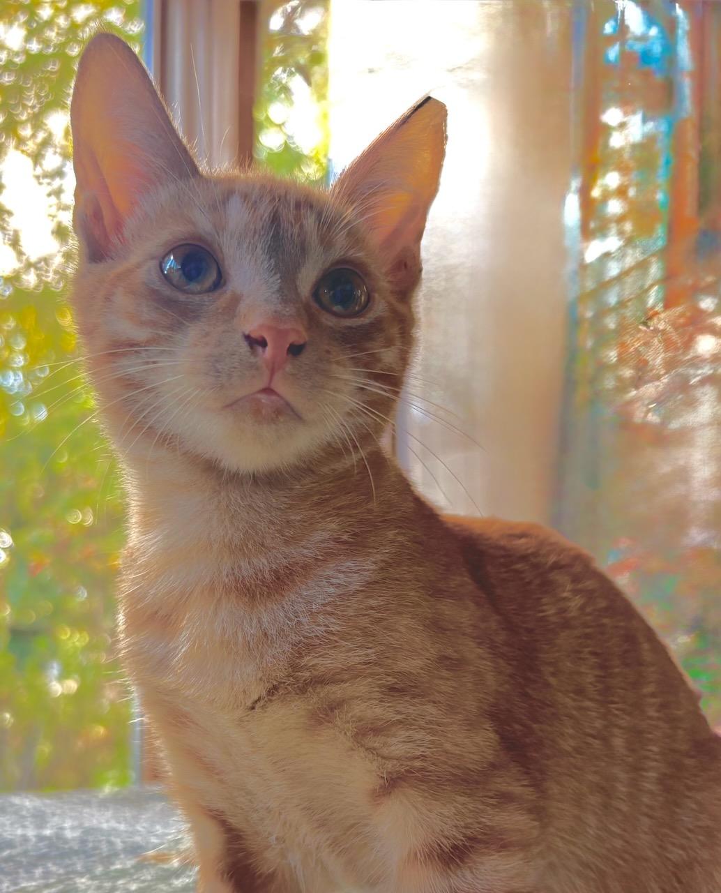 Enlarge Orange & Buff, a ADOPTABLE Domestic Short Hair in Monroe Township, NJ image 3/5