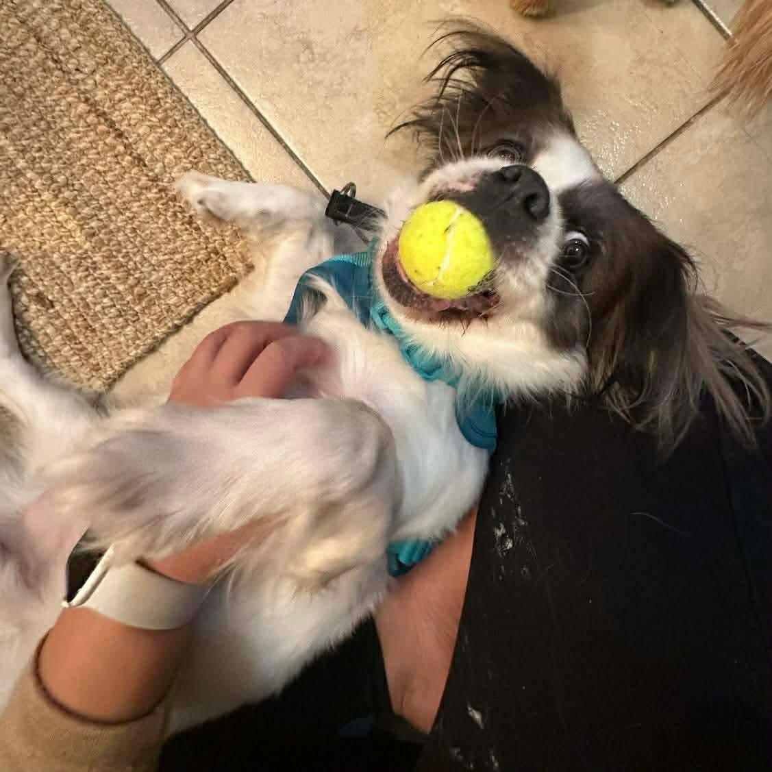 Enlarge LOUIE, a Adoptable mixed breed in Richmond Hill , ON image 4/6