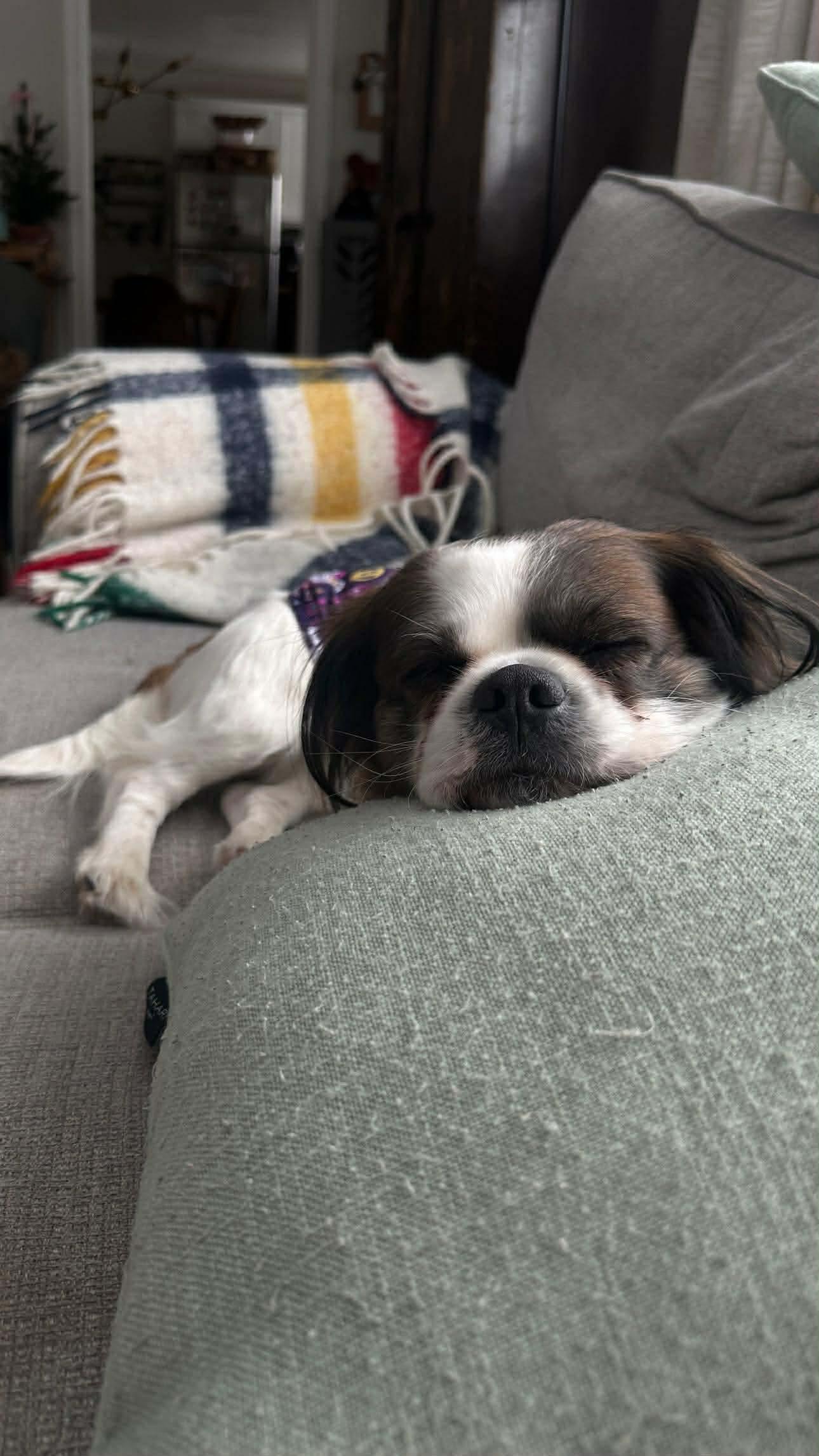 Enlarge LOUIE, a Adoptable mixed breed in Richmond Hill , ON image 1/6