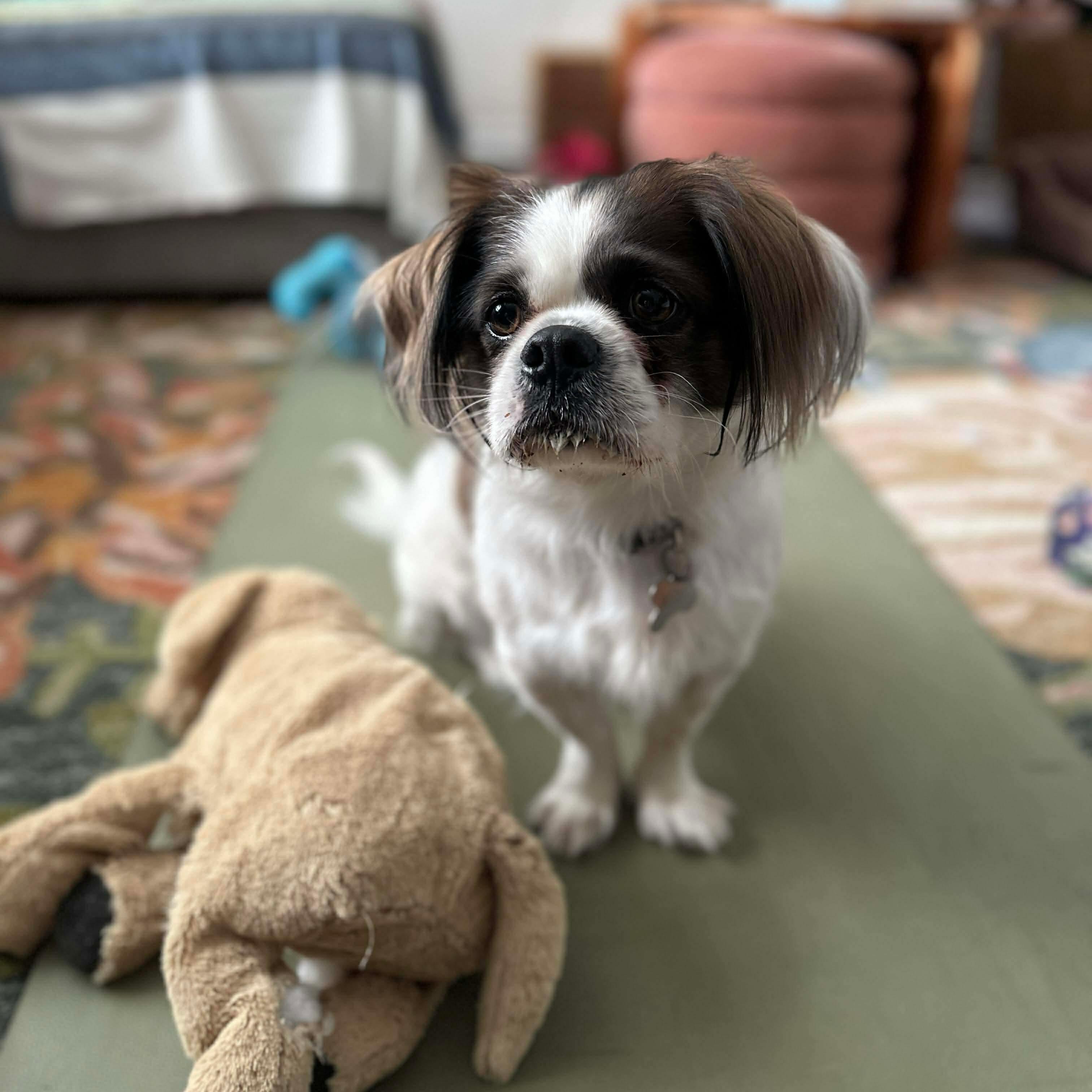 Enlarge LOUIE, a Adoptable mixed breed in Richmond Hill , ON image 2/6
